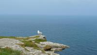 Tintagel - Boscastle Wanderung &ndash; &copy; Simone Kaufmann im Auftrag von Eberhardt TRAVEL (Eberhardt TRAVEL)