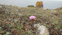 Strandnelke? &ndash; &copy; Simone Kaufmann im Auftrag von Eberhardt TRAVEL (Eberhardt TRAVEL)