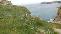 Lizard Peninsula &ndash; &copy; Simone Kaufmann im Auftrag von Eberhardt TRAVEL (Eberhardt TRAVEL)