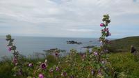 Malve - Lizard Peninsula &ndash; &copy; Simone Kaufmann im Auftrag von Eberhardt TRAVEL (Eberhardt TRAVEL)