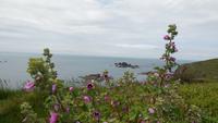 Malve - Lizard Peninsula &ndash; &copy; Simone Kaufmann im Auftrag von Eberhardt TRAVEL (Eberhardt TRAVEL)
