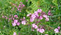 Rotes Leimkraut - Red Campion &ndash; &copy; Simone Kaufmann im Auftrag von Eberhardt TRAVEL (Eberhardt TRAVEL)