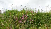 Wildblumen von Lizard Peninsula &ndash; &copy; Simone Kaufmann im Auftrag von Eberhardt TRAVEL (Eberhardt TRAVEL)