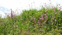 Wildblumen von Lizard Peninsula &ndash; &copy; Simone Kaufmann im Auftrag von Eberhardt TRAVEL (Eberhardt TRAVEL)