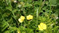 Butterblume &ndash; &copy; Simone Kaufmann im Auftrag von Eberhardt TRAVEL (Eberhardt TRAVEL)