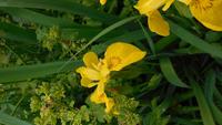 Iris &ndash; &copy; Simone Kaufmann im Auftrag von Eberhardt TRAVEL (Eberhardt TRAVEL)