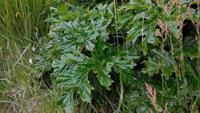 Akanthus &ndash; &copy; Simone Kaufmann im Auftrag von Eberhardt TRAVEL (Eberhardt TRAVEL)