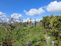 Im Dartmoor &ndash; &copy; Anne Sturm (Eberhardt TRAVEL)
