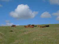 Im Dartmoor &ndash; &copy; Anne Sturm (Eberhardt TRAVEL)