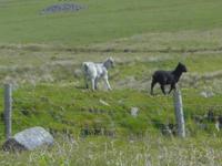 Im Dartmoor &ndash; &copy; Anne Sturm (Eberhardt TRAVEL)