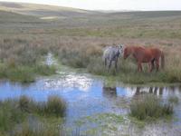 Im Dartmoor &ndash; &copy; Anne Sturm (Eberhardt TRAVEL)