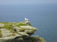 Tintagel &ndash; &copy; Anne Sturm (Eberhardt TRAVEL)
