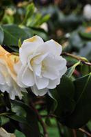 Kamelie, Mount Edgcumbe &ndash; &copy; Martin Büchner (Eberhardt TRAVEL)