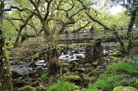 Dartmoor, River Plym &ndash; &copy; Martin Büchner (Eberhardt TRAVEL)