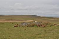 Dartmoor &ndash; &copy; Martin Büchner (Eberhardt TRAVEL)