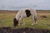 Dartmoor &ndash; &copy; Martin Büchner (Eberhardt TRAVEL)