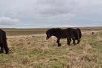 Dartmoor &ndash; &copy; Martin Büchner (Eberhardt TRAVEL)