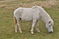 Dartmoor &ndash; &copy; Martin Büchner (Eberhardt TRAVEL)