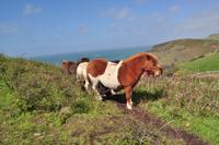 Tintagel &ndash; &copy; Martin Büchner (Eberhardt TRAVEL)