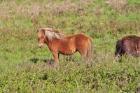 Tintagel &ndash; &copy; Martin Büchner (Eberhardt TRAVEL)