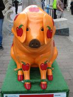 59 die Schweine von Gloucester &ndash; &copy; Silvia Buske (Eberhardt TRAVEL)