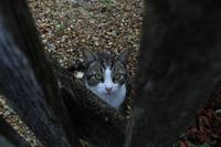 114 Die Katze der Potters &ndash; &copy; Vivien Fiedler (Eberhardt TRAVEL)