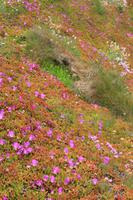 Hottentotten Blumen &ndash; &copy; Sylvia Ott (Eberhardt TRAVEL)