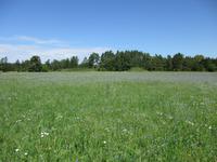 183 Kornblumen &ndash; &copy; Karolin Kühn (Eberhardt TRAVEL)