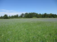 184 Kornblumen &ndash; &copy; Karolin Kühn (Eberhardt TRAVEL)