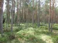 271 Moorwanderung Soomaa &ndash; &copy; Karolin Kühn (Eberhardt TRAVEL)