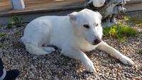Estland, Vaskna, Hund Lumi &ndash; &copy; Ria Heilmann (Eberhardt TRAVEL)