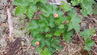 Estland, Lahemaa Nationalpark, Moltebeeren &ndash; &copy; Ria Heilmann (Eberhardt TRAVEL)