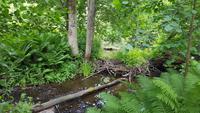 Estland, Lahemaa Nationalpark, Biberpfad &ndash; &copy; Ria Heilmann (Eberhardt TRAVEL)