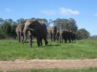 Knysna Elephant Park