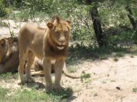 Kruger Park