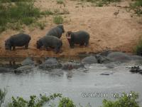Kruger Park - Foto von Cornelia Fürll