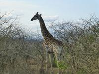 302_Giraffe