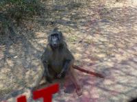 473_Erste Pirschfahrt im Kruger-Nationalpark