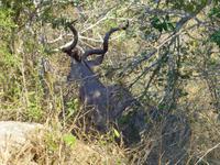 490_Erste Pirschfahrt im Kruger-Nationalpark