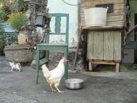 Bauernhof in Pobersach - Gasthof Wallner &ndash; &copy; Ivonne Lischke (Eberhardt TRAVEL)