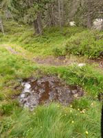 Waldweg 2.0 &ndash; &copy; Yvonne Geisler (Eberhardt TRAVEL)