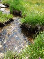 Natur pur