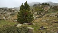 Grau Roig