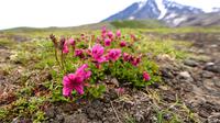 Blütenpracht am Avacha &ndash; &copy; Gernod Loose (Eberhardt TRAVEL)