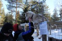 auf der Huskyfarm &ndash; &copy; Elisa Müller (Eberhardt TRAVEL)