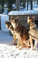 auf der Huskyfarm &ndash; &copy; Elisa Müller (Eberhardt TRAVEL)