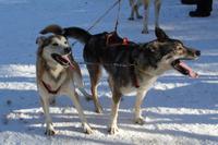 auf der Huskyfarm