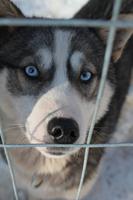 Husky &ndash; &copy; Elisa Müller (Eberhardt TRAVEL)