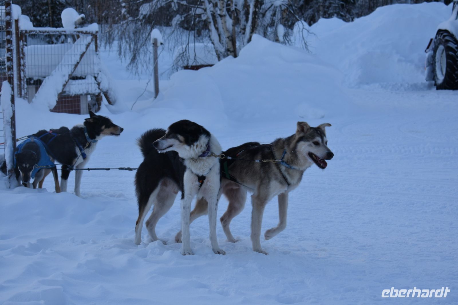 Huskys &ndash; &copy; Mandy Rauschner (Eberhardt TRAVEL)