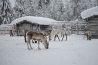 Rentier Kindergarten &ndash; &copy; Mandy Rauschner (Eberhardt TRAVEL)